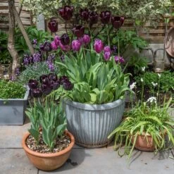 Zinc Dolly Pot 15 Zinc Dolly Pot -Ever Bloom Gardens pr2000031492 card7 lg