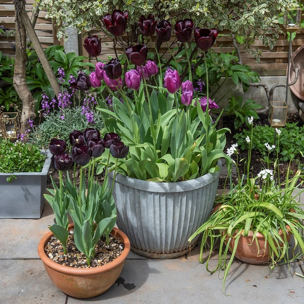 Zinc Dolly Pot 8 Zinc Dolly Pot - Image 7