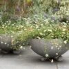 Sphere Plant Bowl -Ever Bloom Gardens pr2000031495