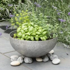 Sphere Plant Bowl -Ever Bloom Gardens pr2000031495 card3 lg