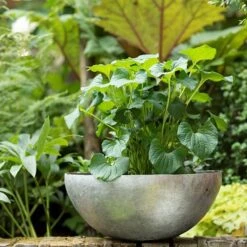 Sphere Plant Bowl -Ever Bloom Gardens pr2000031495 card4 lg