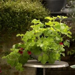 Sphere Plant Bowl -Ever Bloom Gardens pr2000031495 card5 lg