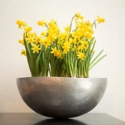 Sphere Plant Bowl -Ever Bloom Gardens pr2000031495 card6 lg