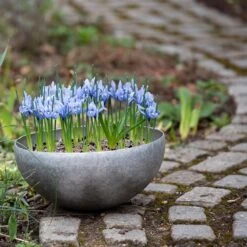 Sphere Plant Bowl -Ever Bloom Gardens pr2000031495 card7 lg