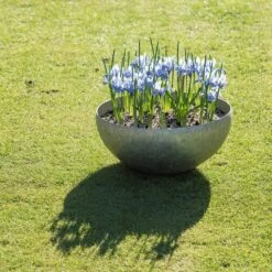 Sphere Plant Bowl -Ever Bloom Gardens pr2000031495 card8 lg