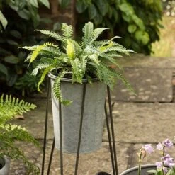 Tall Galvanised Planter With Stand 9 Tall Galvanised Planter With Stand -Ever Bloom Gardens pr2000031504 card4 lg