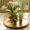 Solid Etched Brass Tray 2 Solid Etched Brass Tray -Ever Bloom Gardens pr2000031508