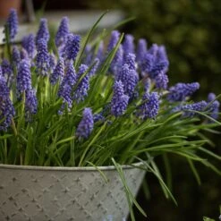 Aged Embossed Wall Planter - Aged Zinc -Ever Bloom Gardens pr2000033942 card3 lg