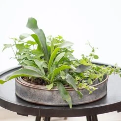 Pot Trays Aged Zinc - Set Of 3 -Ever Bloom Gardens pr2000033959 card4 lg