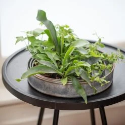 Pot Trays Aged Zinc - Set Of 3 -Ever Bloom Gardens pr2000033959 card5 lg