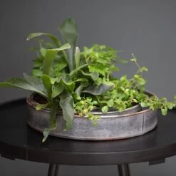 Pot Trays Aged Zinc - Set Of 3 -Ever Bloom Gardens pr2000033959 card6 lg