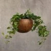 Hanging Gourd Bowl - Dark Rust 1 Hanging Gourd Bowl - Dark Rust -Ever Bloom Gardens pr2000033961