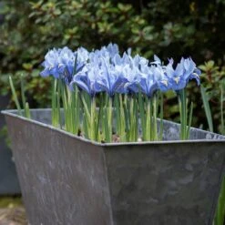 Dark Galvanised Window Trough -Ever Bloom Gardens pr2000033966 card7 lg