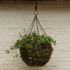 Hanging Tear Drop Basket - Wide -Ever Bloom Gardens pr2000033989 card4 lg