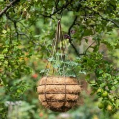 Hanging Tear Drop Basket - Slim -Ever Bloom Gardens pr2000033990 card4 lg