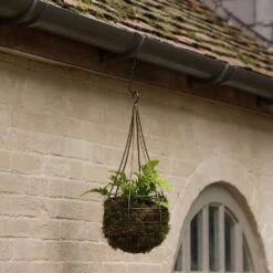 Hanging Tear Drop Basket - Slim -Ever Bloom Gardens pr2000033990 card5 lg
