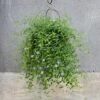 Hanging Plant Cage - Wide -Ever Bloom Gardens pr2000033991