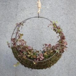 Hanging Wreath Basket -Ever Bloom Gardens pr2000033995 card6 lg