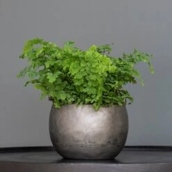 Zinc Bowls - Set Of 3 -Ever Bloom Gardens pr2000033999 card5 lg