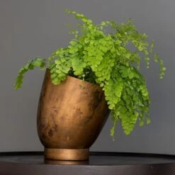 Tilting Pot - Brass -Ever Bloom Gardens pr2000034009 card4 lg