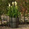Perennial/bulb Planter With Support -Ever Bloom Gardens pr2000034023