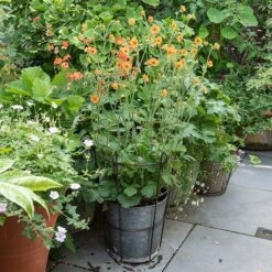 Perennial/bulb Planter With Support -Ever Bloom Gardens pr2000034023 card3 lg