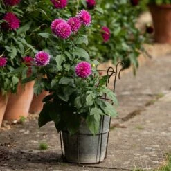 Perennial/bulb Planter With Support -Ever Bloom Gardens pr2000034023 card5 lg