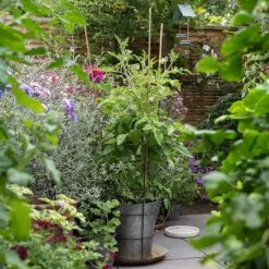 Planter With Surround Support 13 Planter With Surround Support -Ever Bloom Gardens pr2000034024 card6 lg