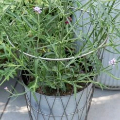 Planter In Lattice Basket Surround -Ever Bloom Gardens pr2000034026 card4 lg