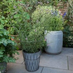 Planter In Lattice Basket Surround -Ever Bloom Gardens pr2000034026 card5 lg