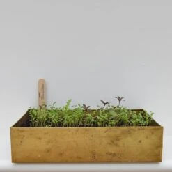 Brushed Brass Seed Tray