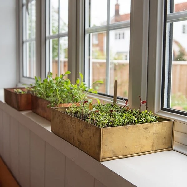 Brushed Brass Seed Tray 6 Brushed Brass Seed Tray - Image 4
