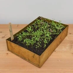 Brushed Brass Seed Tray 15 Brushed Brass Seed Tray -Ever Bloom Gardens pr2000034043 card5 lg