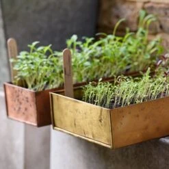 Brushed Brass Seed Tray 18 Brushed Brass Seed Tray -Ever Bloom Gardens pr2000034043 card8 lg