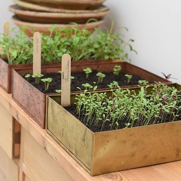 Brushed Brass Seed Tray 11 Brushed Brass Seed Tray - Image 9