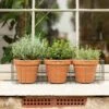 Pot Window Basket -Ever Bloom Gardens pr2000034049