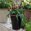 Glazed Terracotta Pot - Black -Ever Bloom Gardens pr2000034127