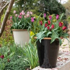 Glazed Terracotta Pot - Black -Ever Bloom Gardens pr2000034127 card10 lg