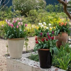 Glazed Terracotta Pot - Black -Ever Bloom Gardens pr2000034127 card8 lg