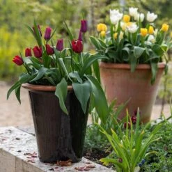 Glazed Terracotta Pot - Black -Ever Bloom Gardens pr2000034127 card9 lg