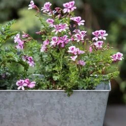 Galvanised Window Trough -Ever Bloom Gardens pr2000035781 card4 lg