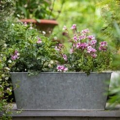 Galvanised Window Trough -Ever Bloom Gardens pr2000035781 card5 lg