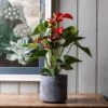 Ceramic Plant Pot - Charcoal 1 Ceramic Plant Pot - Charcoal -Ever Bloom Gardens pr2000037256