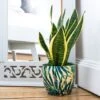 Botanical Fern Print Plant Pot - Blue 1 Botanical Fern Print Plant Pot - Blue -Ever Bloom Gardens pr2000037265