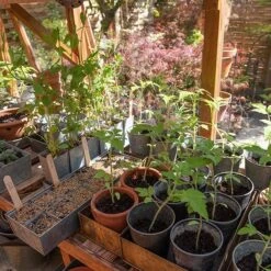 Galvanised Tray With 12 Grow Pods -Ever Bloom Gardens pr2000037486 card6 lg