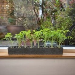 Galvanised Tray With 16 Grow Pods -Ever Bloom Gardens pr2000037487 card6 lg