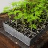 Galvanised Tray With 24 Grow Pods -Ever Bloom Gardens pr2000037488
