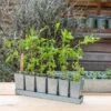 Galvanised Tray With 6 Tall Root Trainer Pods -Ever Bloom Gardens pr2000037489