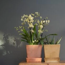 Square Copper Pot And Saucer -Ever Bloom Gardens pr2000037495 card4 lg