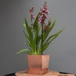 Square Copper Pot And Saucer -Ever Bloom Gardens pr2000037495 card5 lg